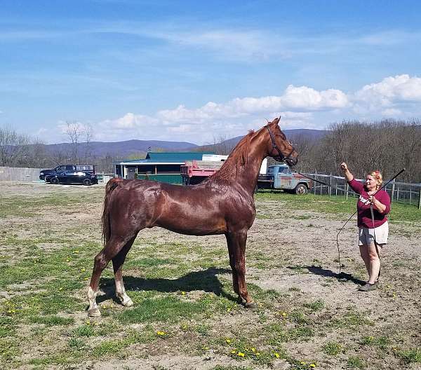 canter-saddlebred-horse