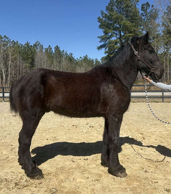 solid-percheron-horse