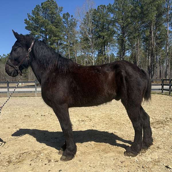 style-percheron-horse