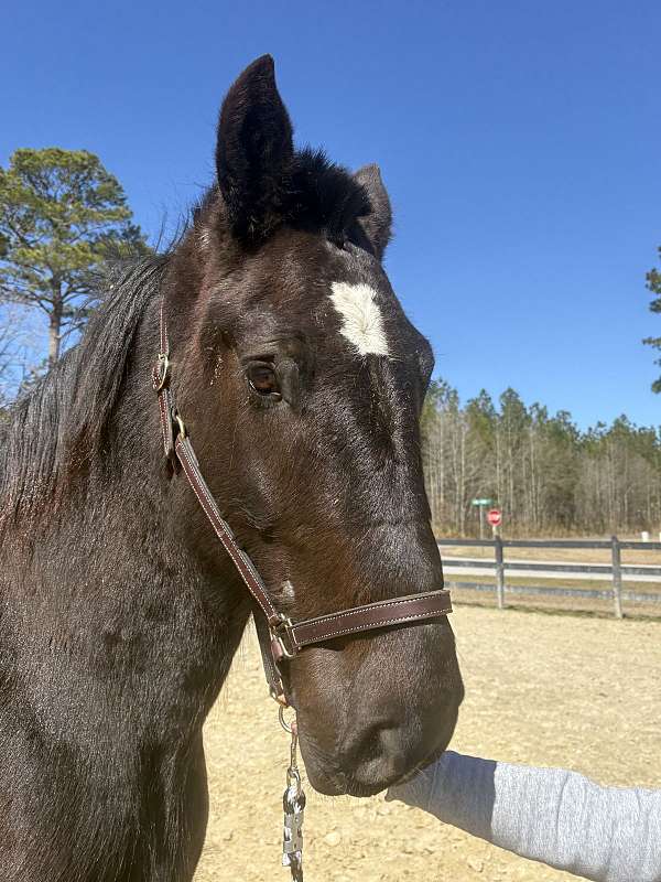 willing-percheron-horse