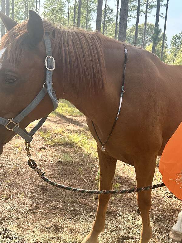 chestnut-star-2-white-socks-horse