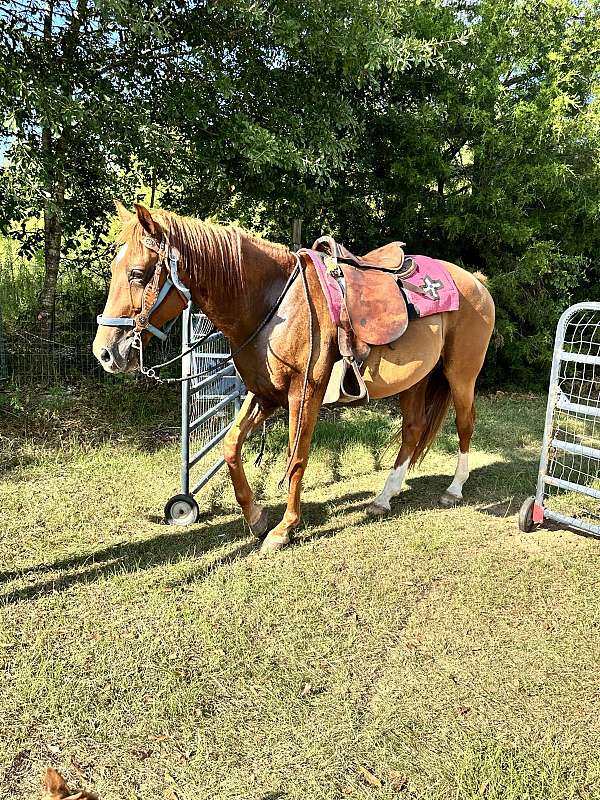 alabama-tennessee-walking-horse