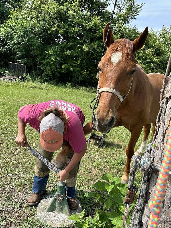 all-around-tennessee-walking-horse