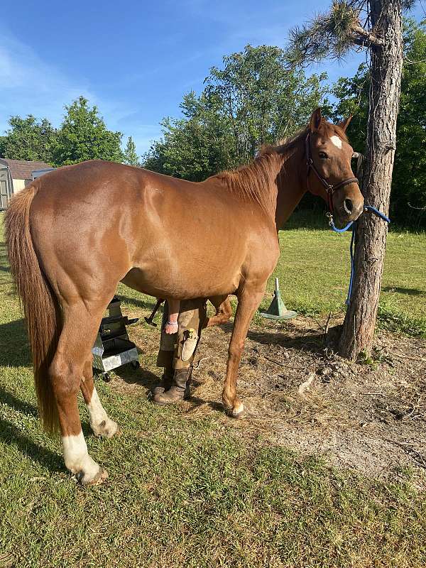 beginner-tennessee-walking-horse