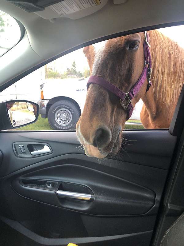 beginner-safe-tennessee-walking-horse