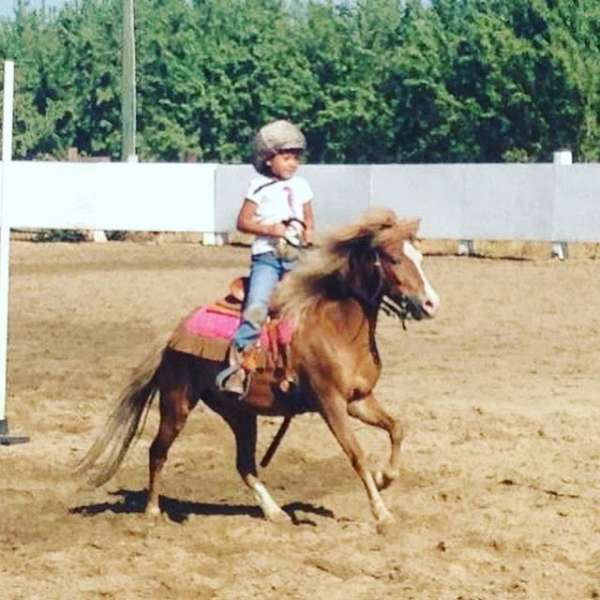 experienced-gymkhana-pony