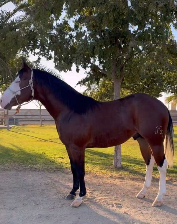 colonels-smoking-guns-quarter-horse