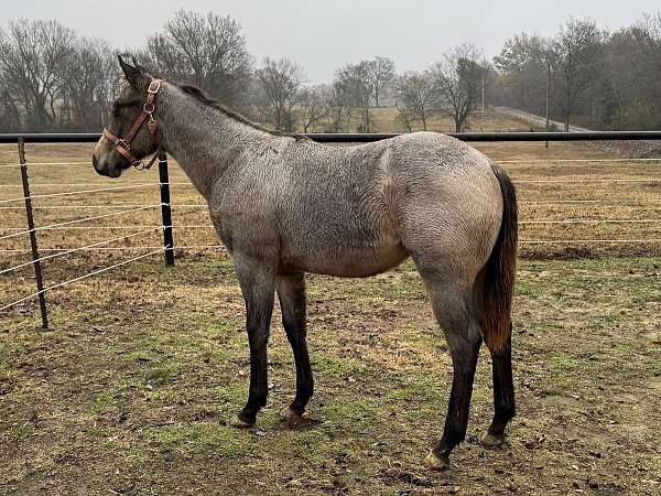 quarter-horse-filly