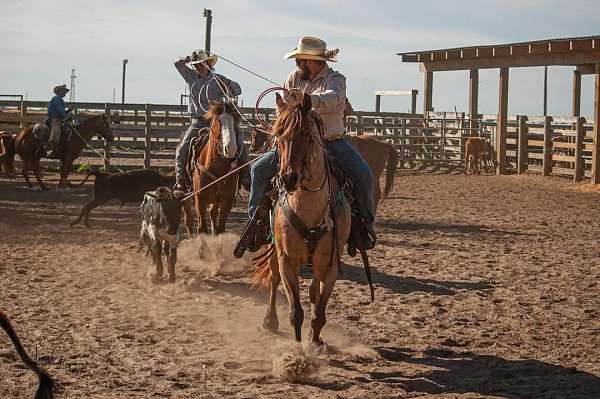 athletic-quarter-horse