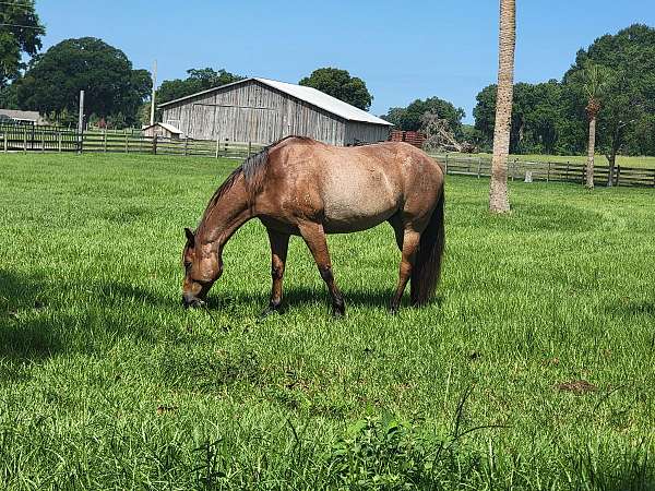 all-around-quarter-horse