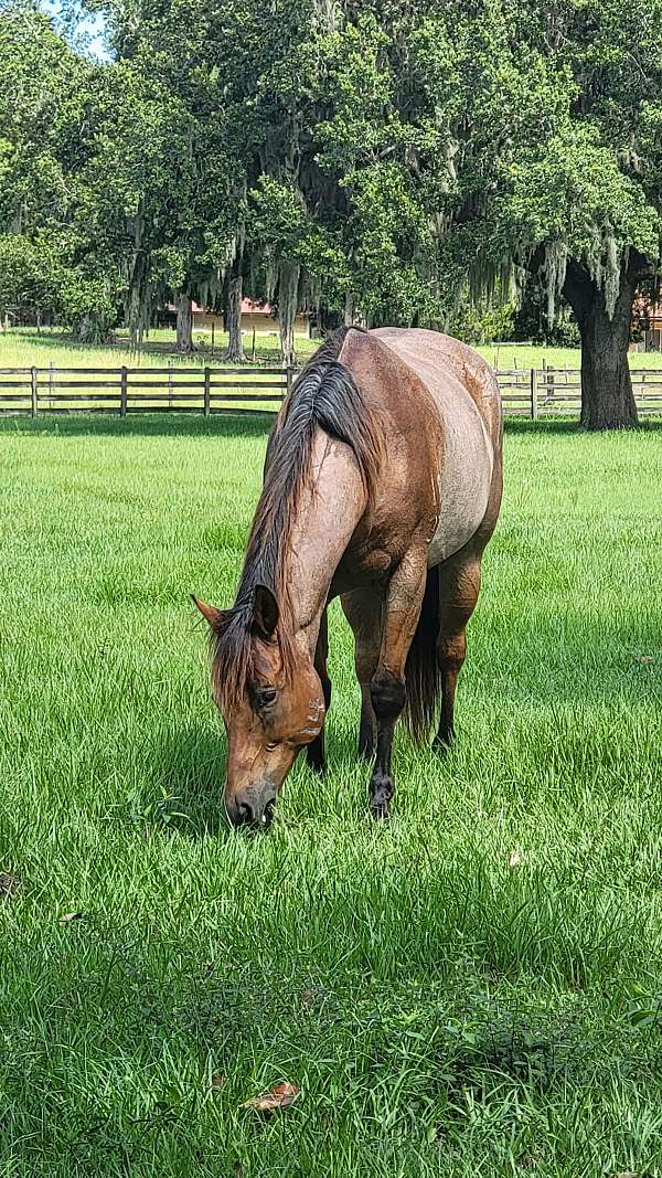 heading-quarter-horse