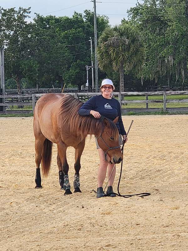 husband-safe-quarter-horse