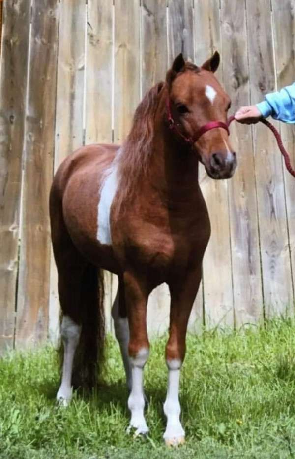 triple-registered-miniature-pinto-horse