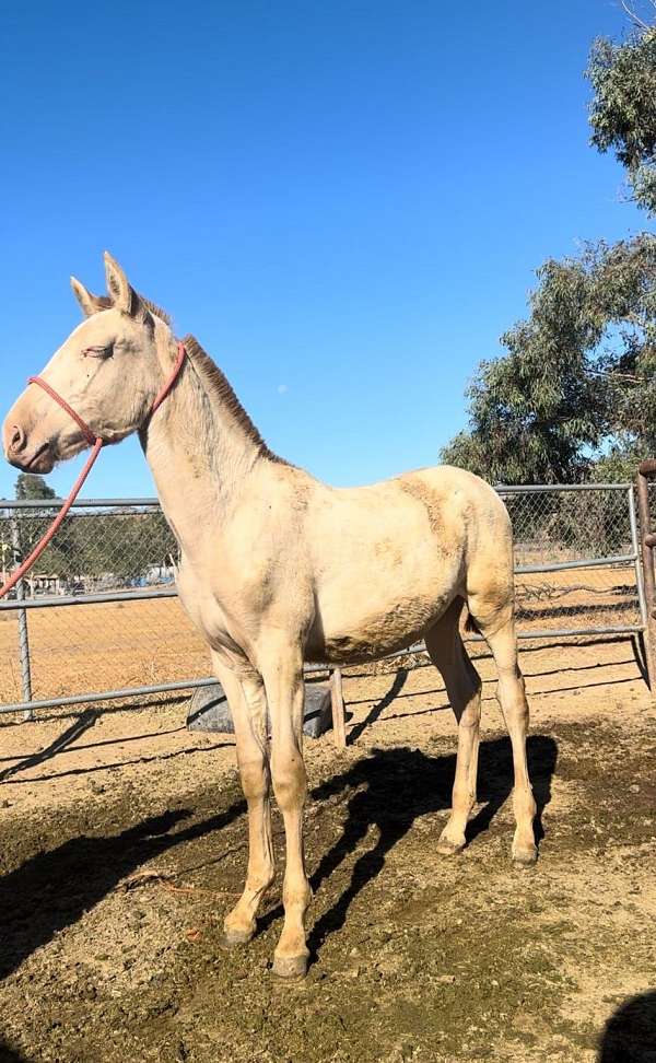 breeders-trust-breeding-horse