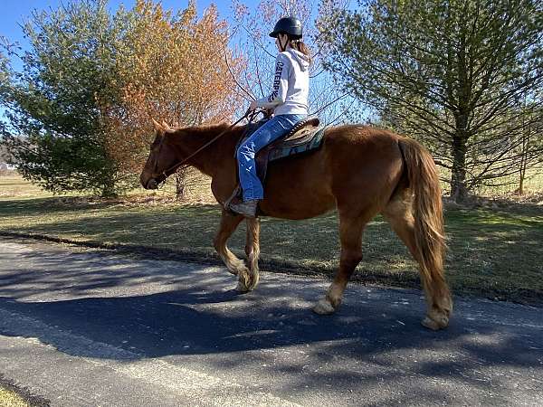 all-around-draft-horse