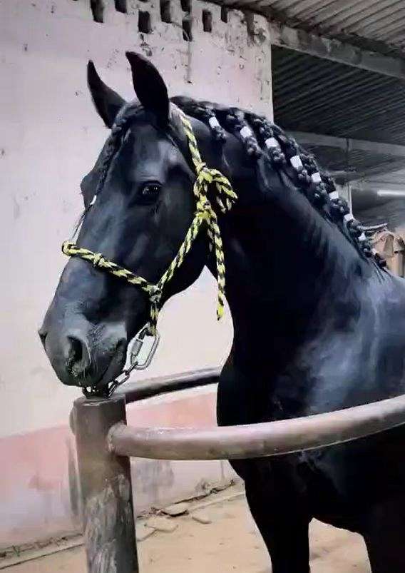 frison-stallion