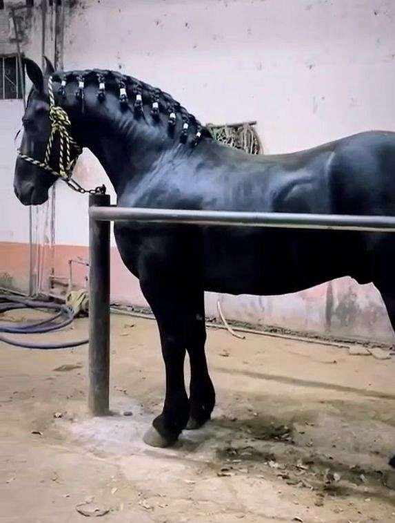 friesian-horse