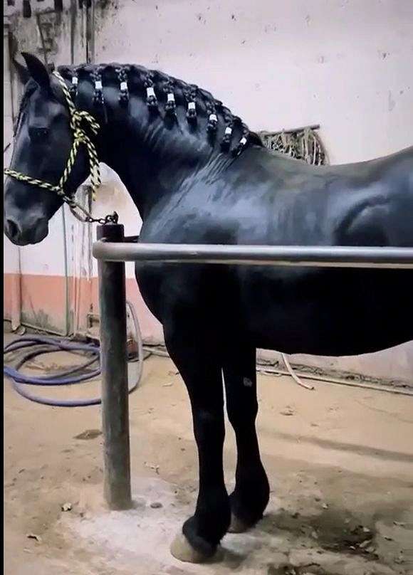 stallion-friesian-horse