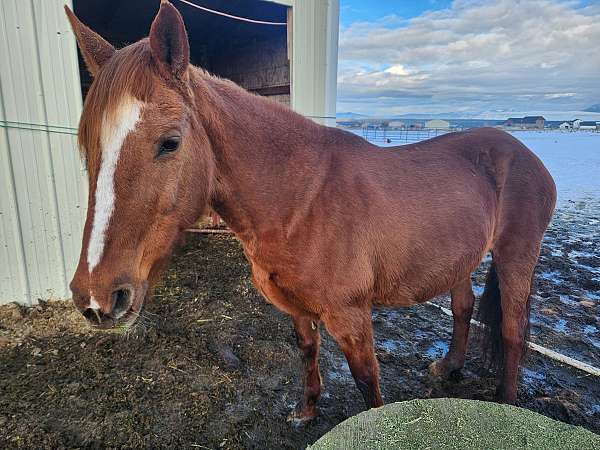 sorrel-peruvian-paso