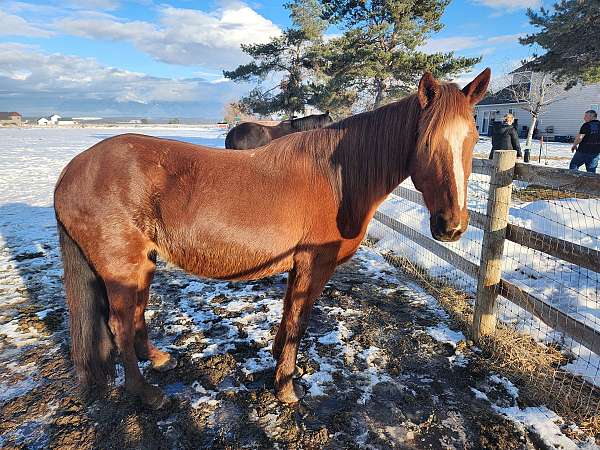 sorrel-peruvian-paso-horse