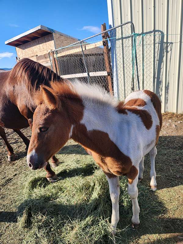 halter-jumper-quarter-horse