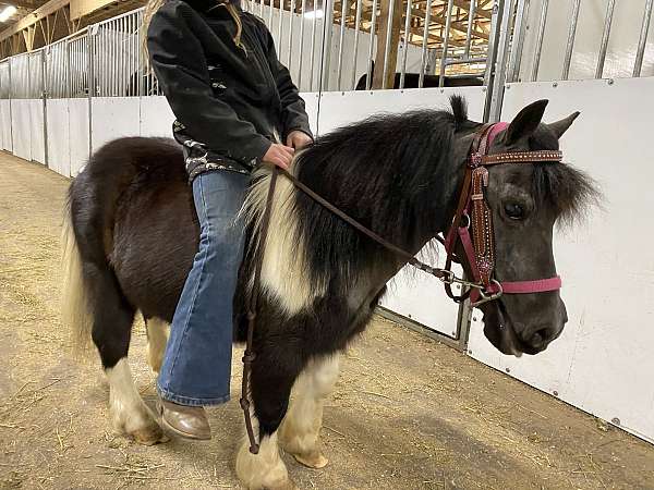 all-around-miniature-pony