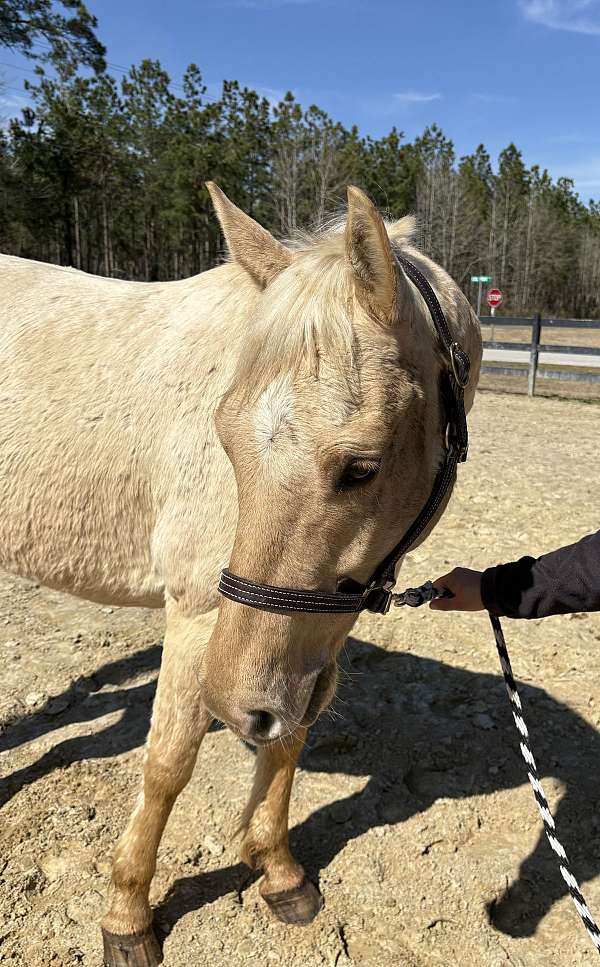 canter-quarter-horse