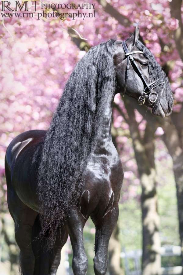 black-fhana-horse