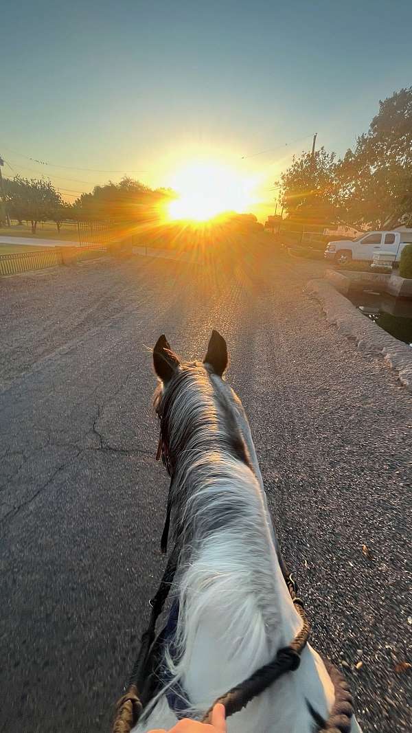 spotted-saddle-horse