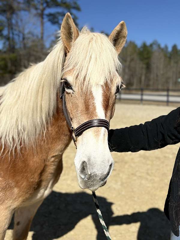 blue-haflinger-horse