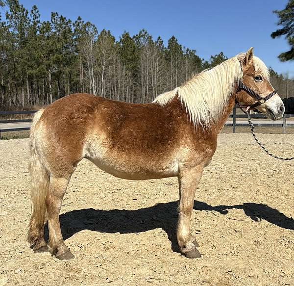 blue-roan-haflinger-horse