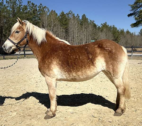 bombproof-haflinger-horse