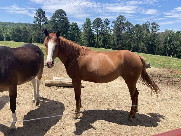 cross-started-under-saddle-belgian-horse