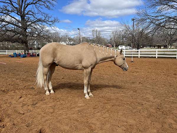 for-lease-palomino-horse