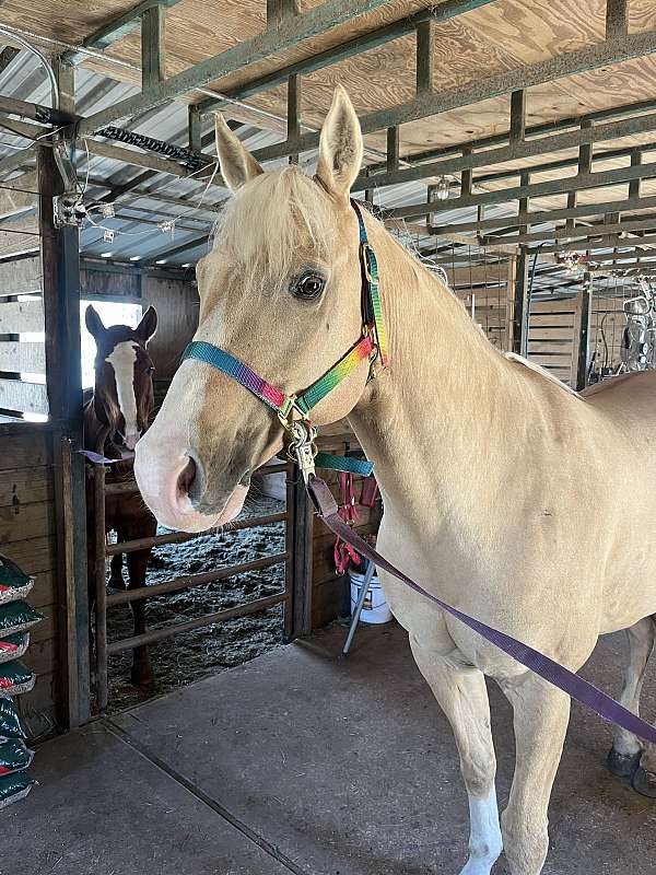 cedar-park-palomino-horse