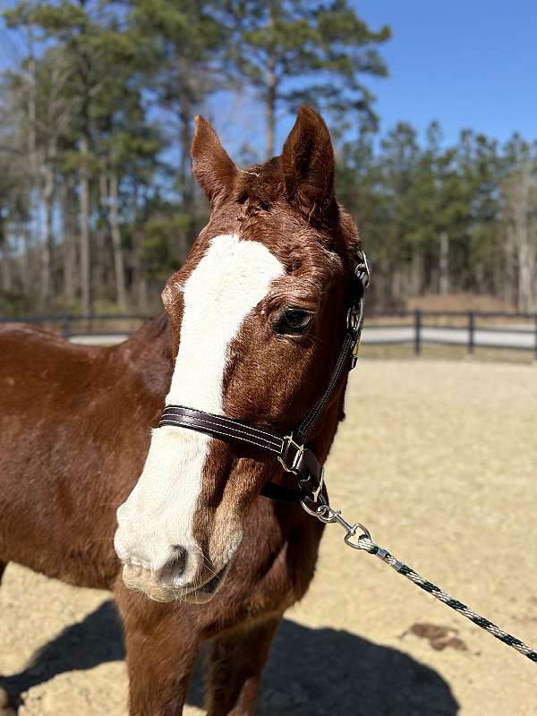 big-step-draft-horse