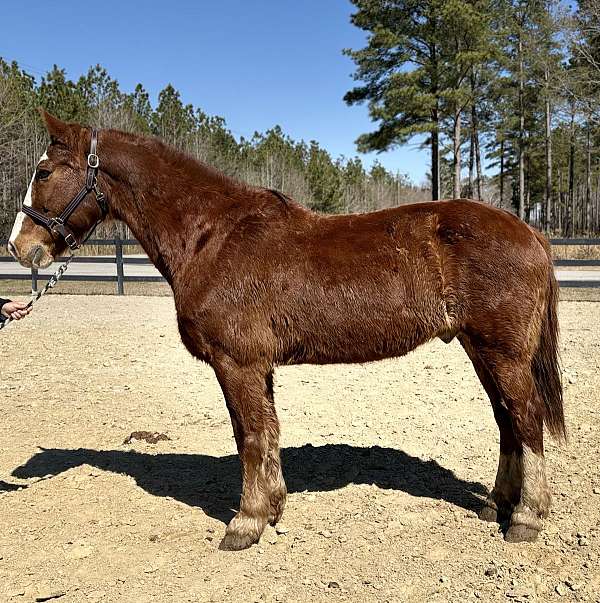 nice-trot-draft-horse