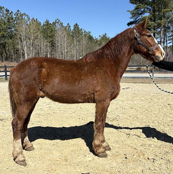 not-spooky-draft-horse