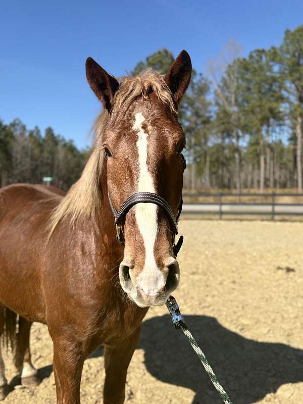 great-manners-draft-horse