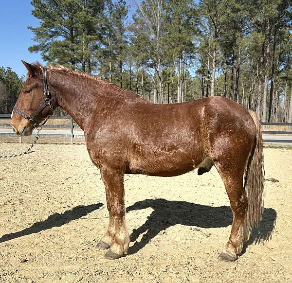 very-smooth-draft-horse