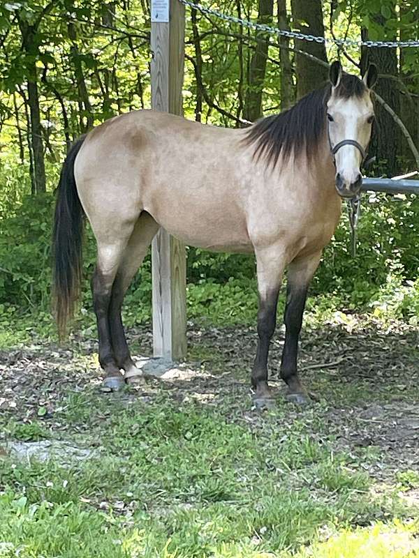 breeding-kentucky-mountain-horse