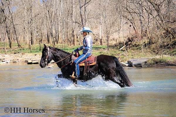 athletic-rocky-mountain-horse