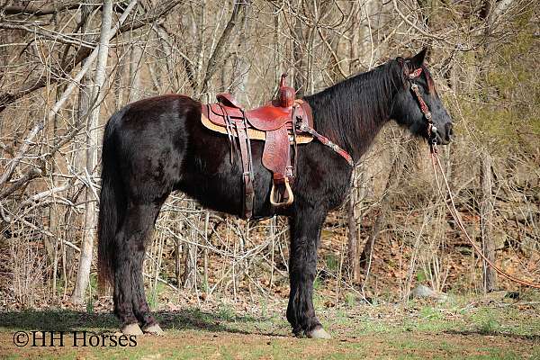 all-around-rocky-mountain-horse