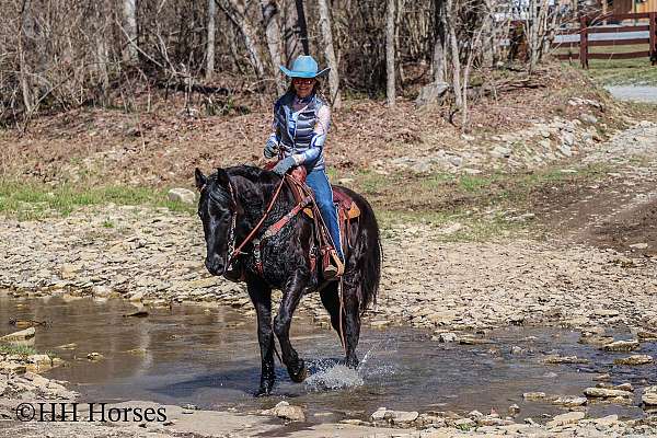 beginner-rocky-mountain-horse