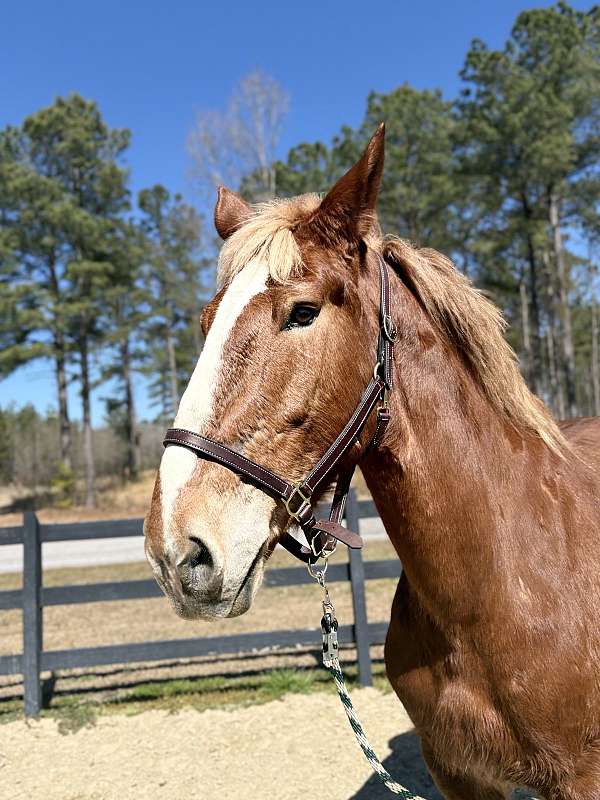 not-spooky-belgian-horse