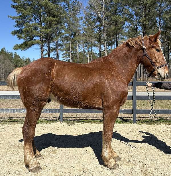 sells-belgian-horse