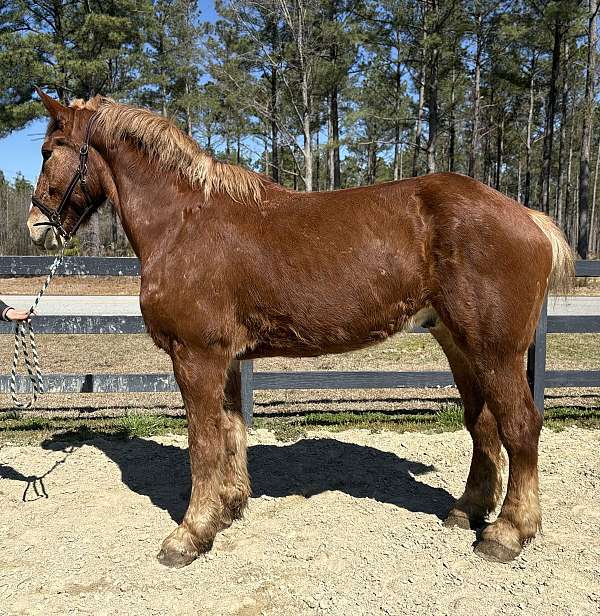 spirited-belgian-horse