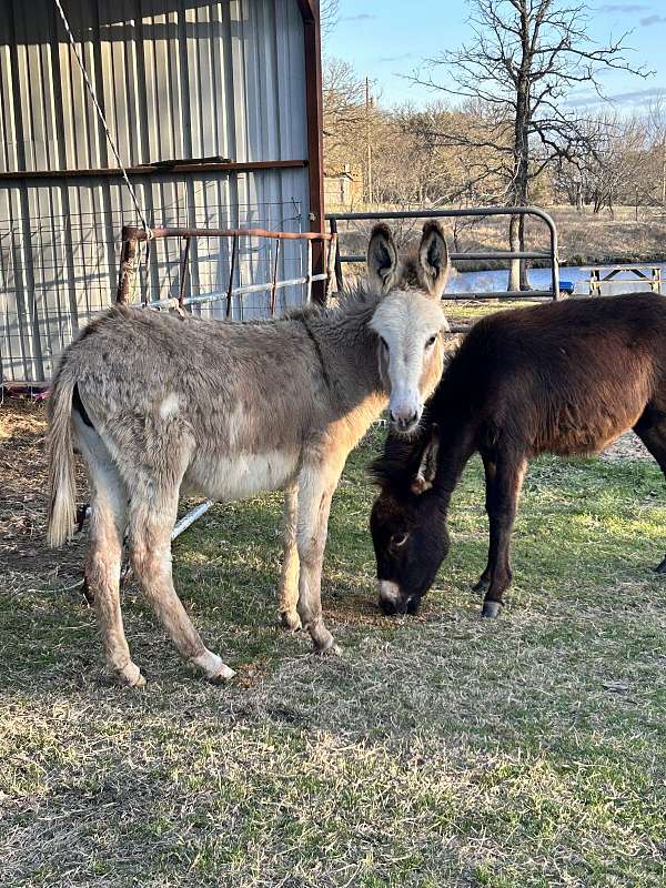 donkey-for-sale