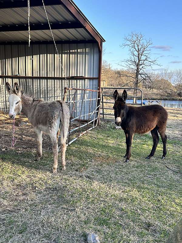 donkey-foal