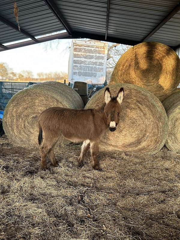 donkey-weanling